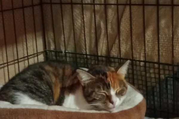 Gat tricolor dormint