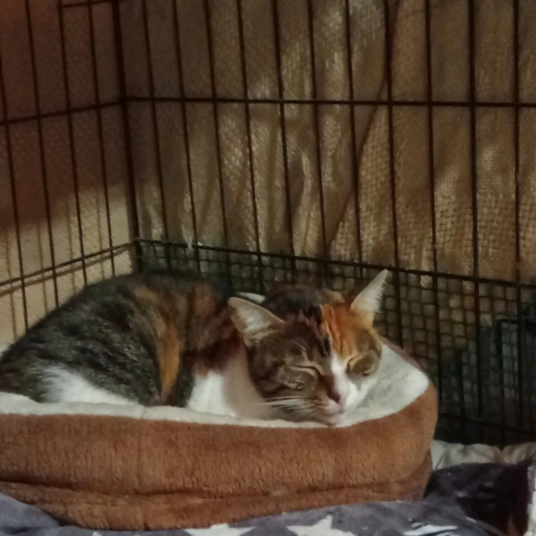 Gat tricolor dormint