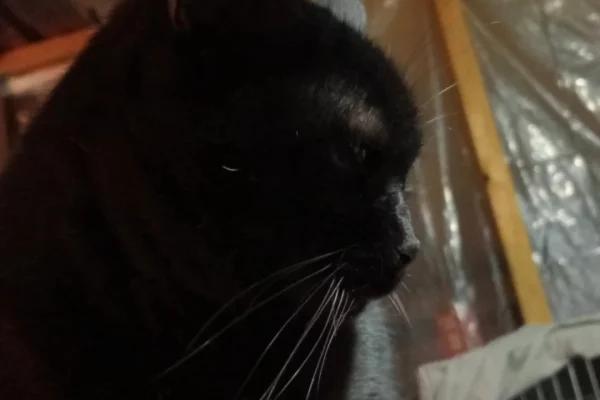 Gat negre mirant a una altra banda