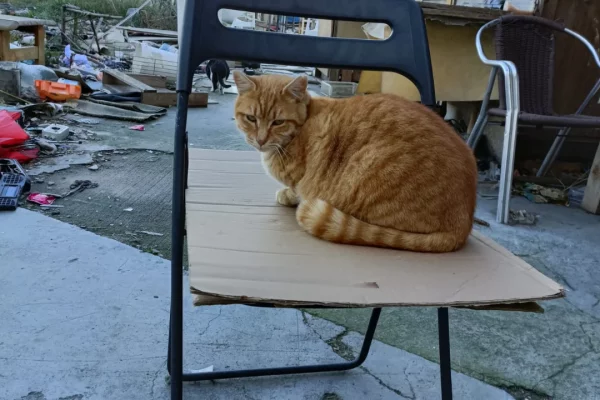 Gat taronja en el antic solar