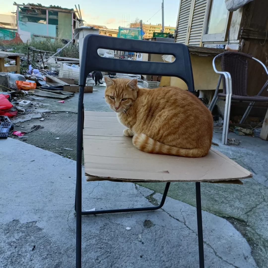 Gat taronja en el antic solar