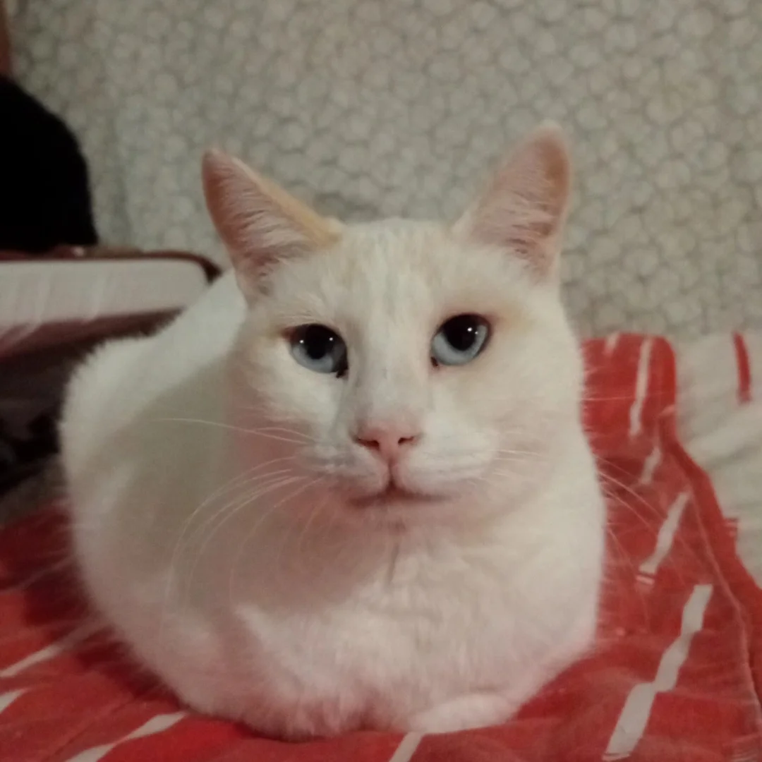 Gata blanca mirant fixament