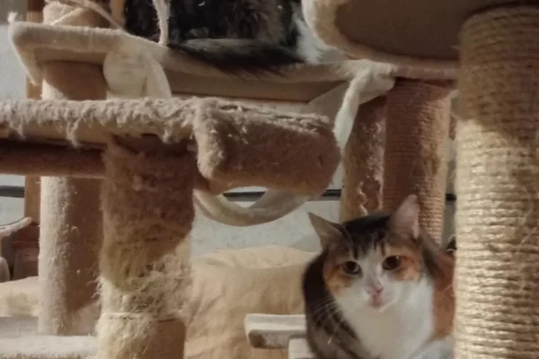 Gat curios i a dalt un gat dormint
