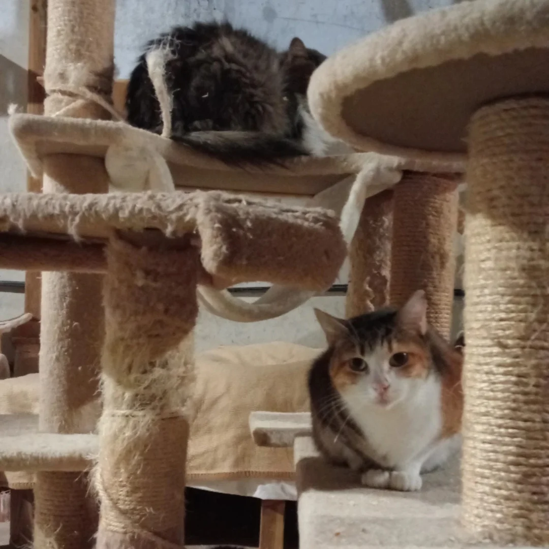 Gat curios i a dalt un gat dormint