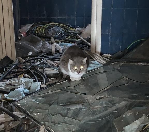 Gat a sobra de vidre en l'antic solar Gat a sobra de vidre en l'antic solar