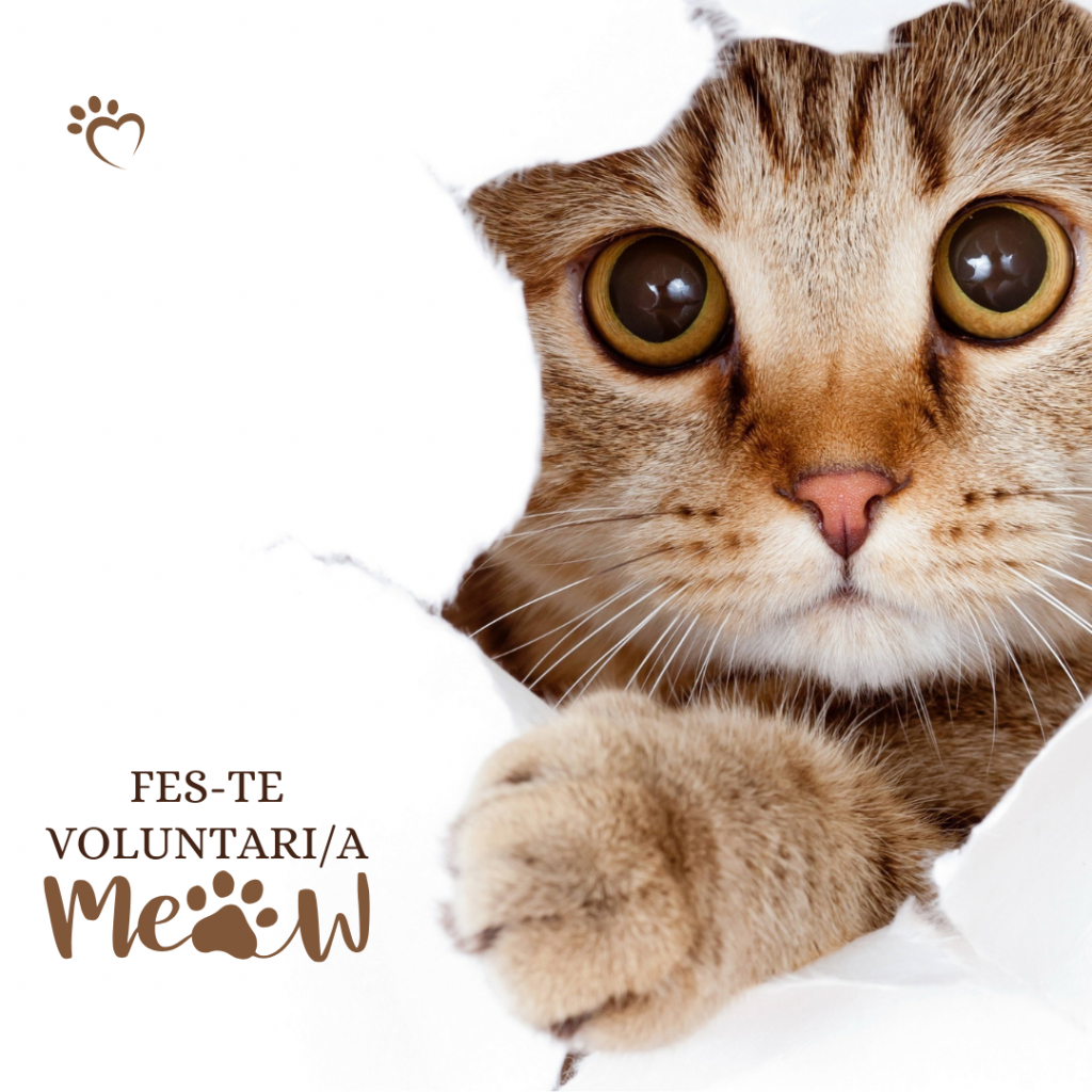 Vols fes-te voluntari d'una associació de gats?