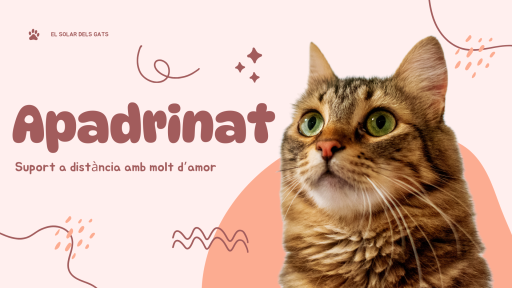 Apadrinat l'amor a distancia existeix