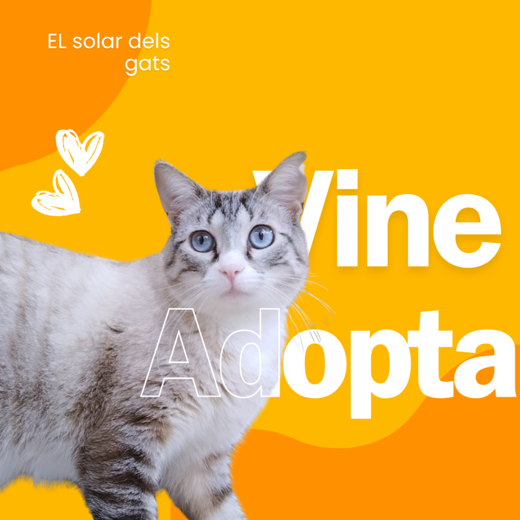 Vine i adopta