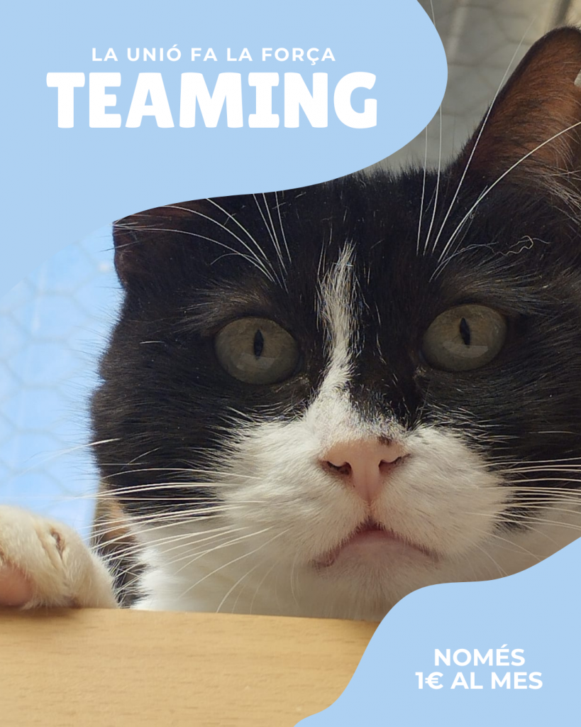 La unió fa la força, unei-te amb el teaming